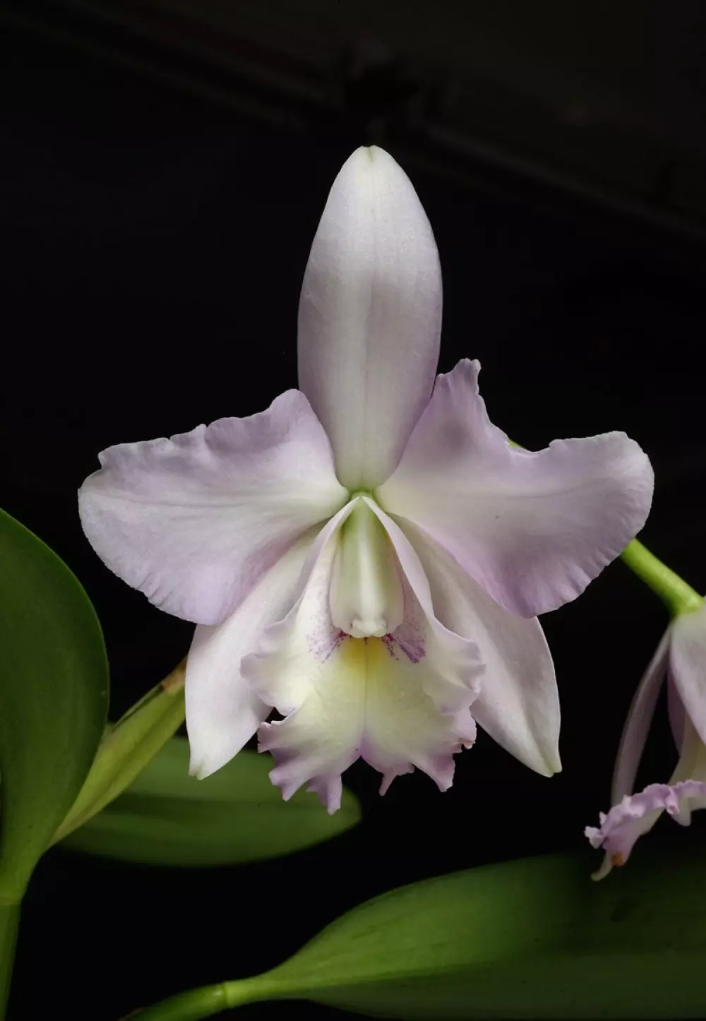 Living Tree Orchid - Angelic Canopy 15 ml. Essens LTOE5977 10003 Velvære & røkelse Essenser (Vibrasjonell medisin)