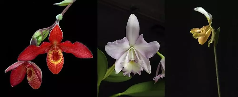Living Tree Orchid - Healing the hidden (Heyoka) 15 ml, Velvære & røkelse, Essenser (Vibrasjonell medisin)