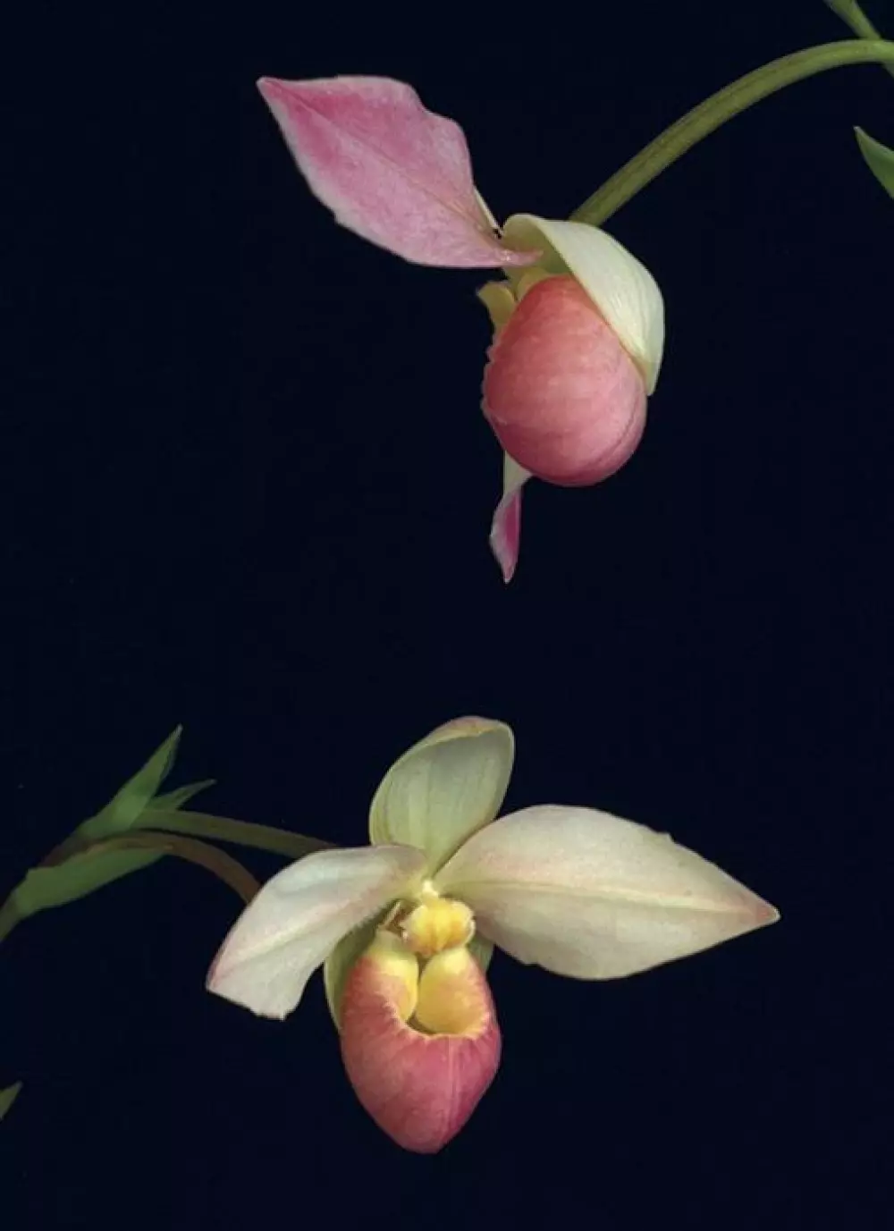 Living Tree Orchid - Heart of Light 15 ml. Essens LTOE6090 10023 Velvære & røkelse Essenser (Vibrasjonell medisin)