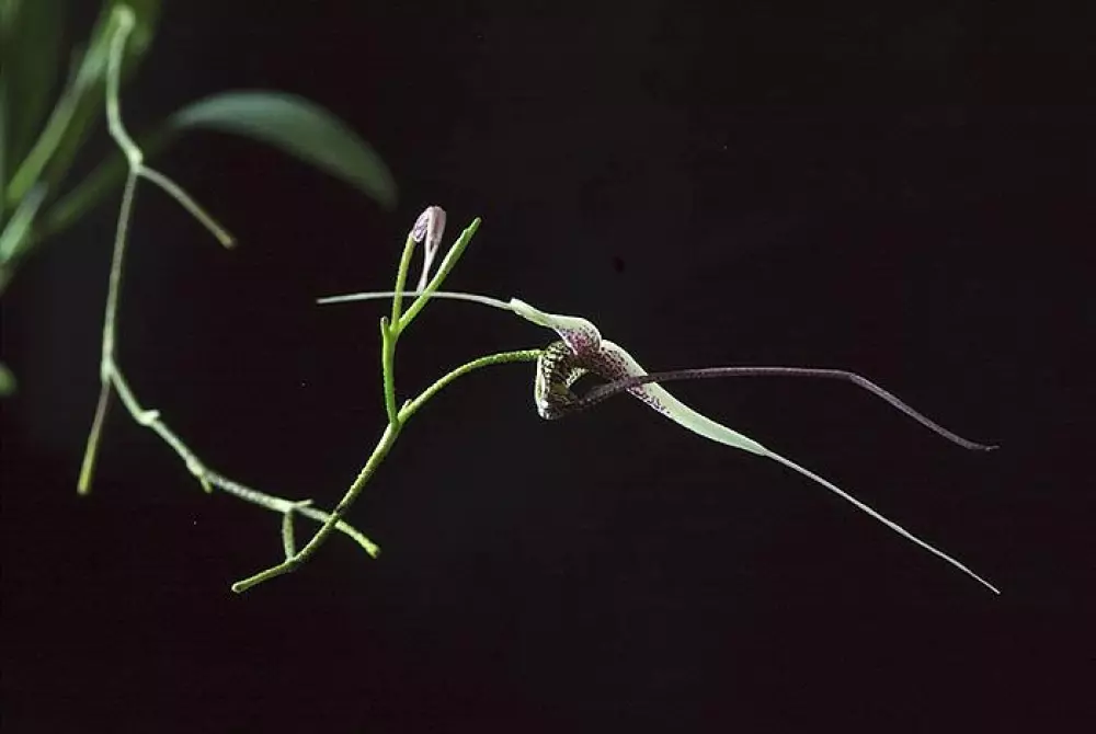 Living Tree Orchid - Positive Outcome 15 ml. Essens LTOE6646 10036 Velvære & røkelse Essenser (Vibrasjonell medisin)