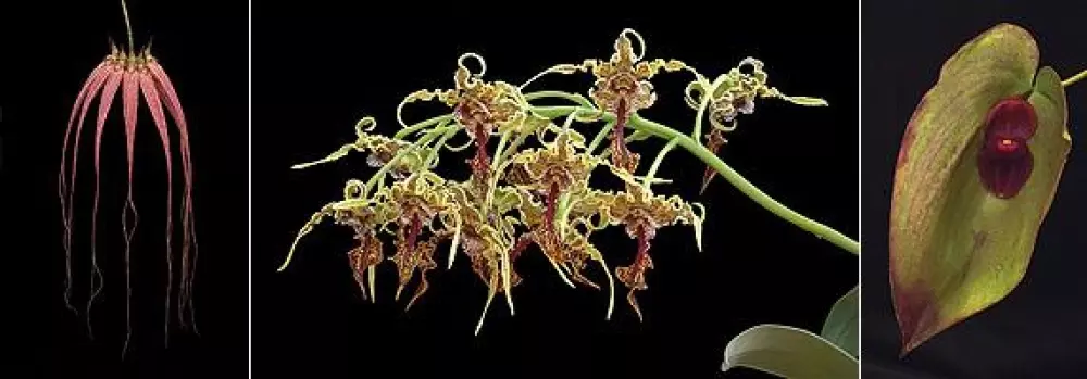 Living Tree Orchid - Soul shield+ 15 ml, Velvære & røkelse, Essenser (Vibrasjonell medisin)