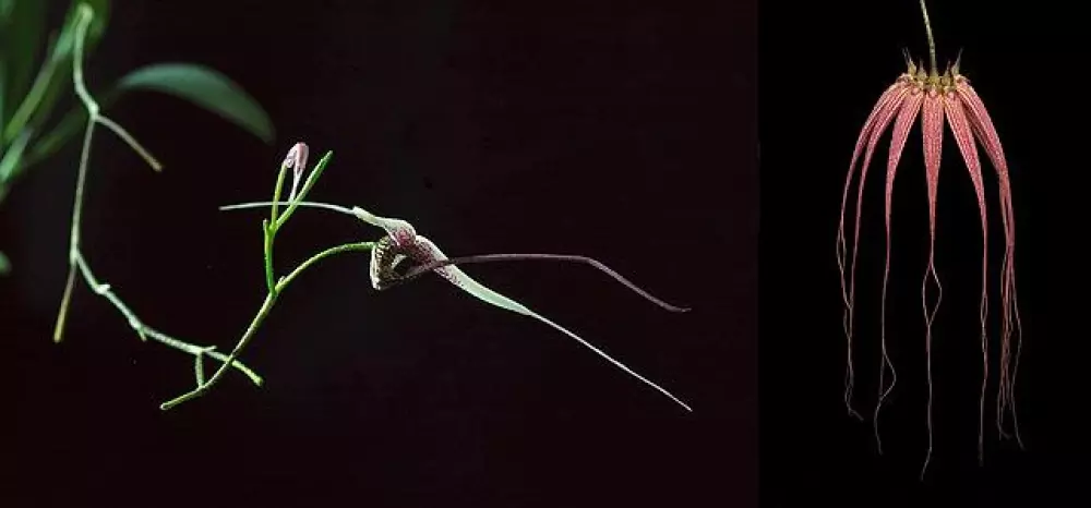 Living Tree Orchid - Positive flow 15 ml., Velvære & røkelse, Essenser (Vibrasjonell medisin)