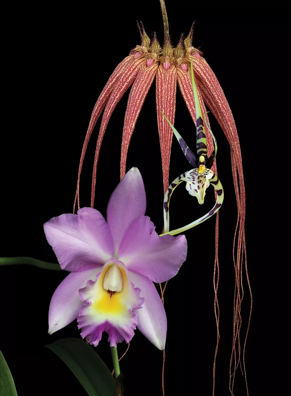 Living Tree Orchid - Clearing & Releasing 15 ml. Essens LTOE7695 5415190791310 Velvære & røkelse Essenser (Vibrasjonell medisin)