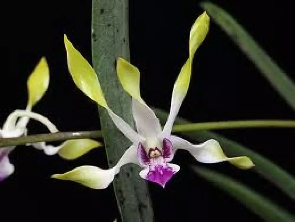 Living Tree Orchid - Moon Child 15 ml, Velvære & røkelse, Essenser (Vibrasjonell medisin), Essens