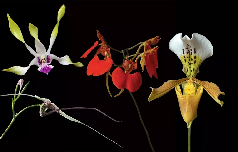 Living Tree Orchid - Memory enhancer 15 ml., Velvære & røkelse, Essenser (Vibrasjonell medisin)