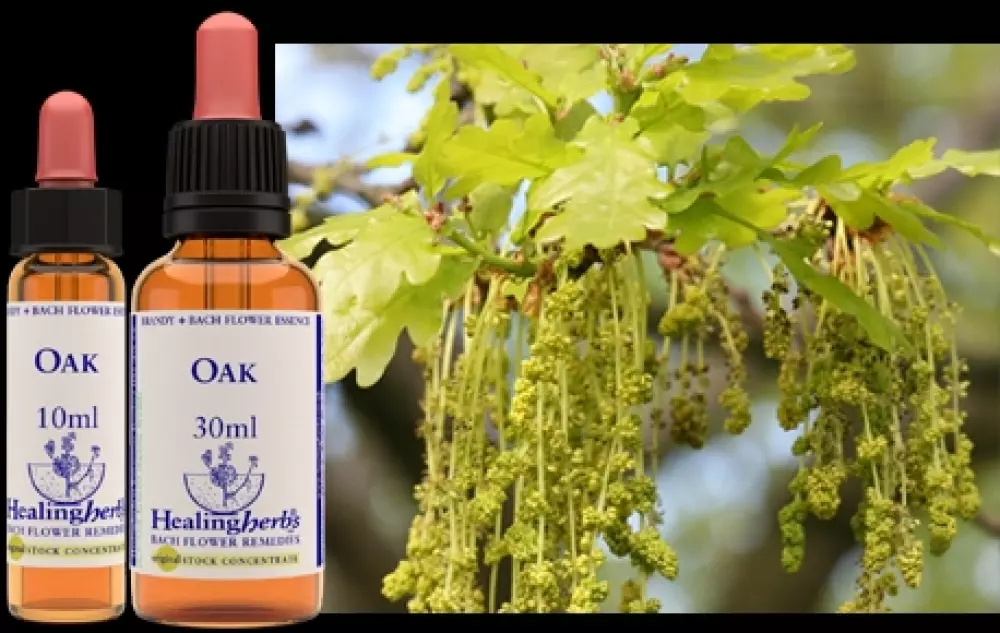 Oak 10 ml (bach), Velvære & røkelse, Essenser (Vibrasjonell medisin)
