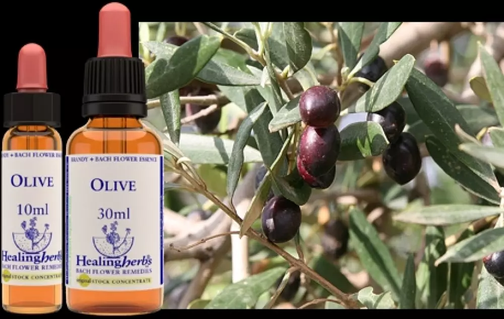 Olive 10 ml (bach), Velvære & røkelse, Essenser (Vibrasjonell medisin)