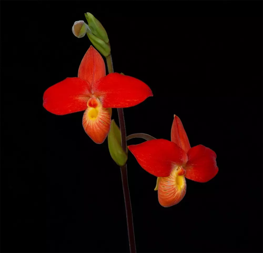 Living Tree Orchid - Higher Courage 15 ml, Velvære & røkelse, Essenser (Vibrasjonell medisin), Essens