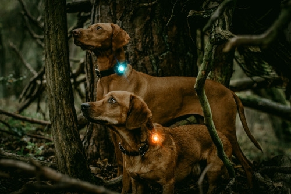 Orbiloc Pet safety light Dog Dual Orbiloc Dog Dual hvit 