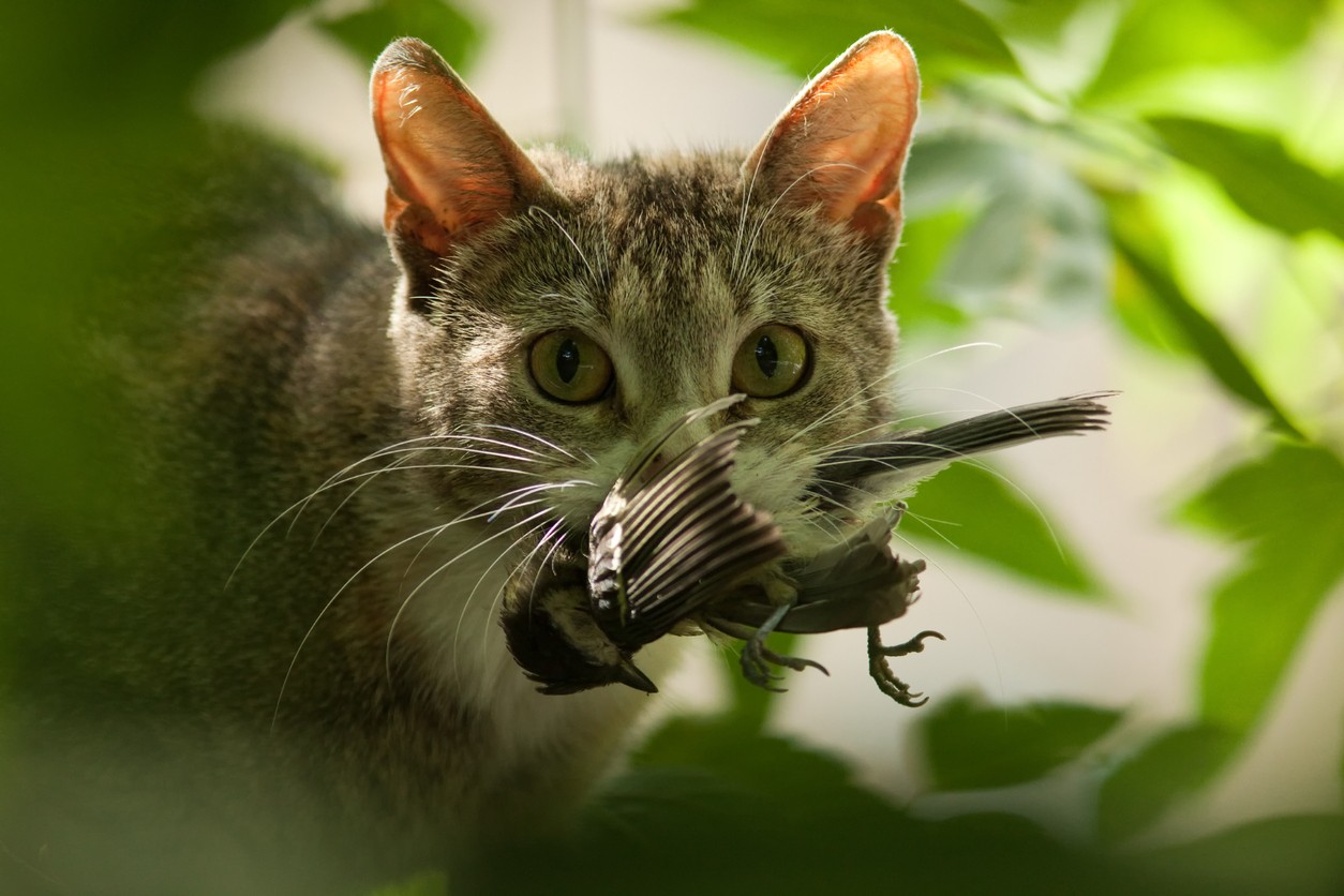 Vedligeholdelse Gør livet etik Kommer katten din hjem med jaktbytter?