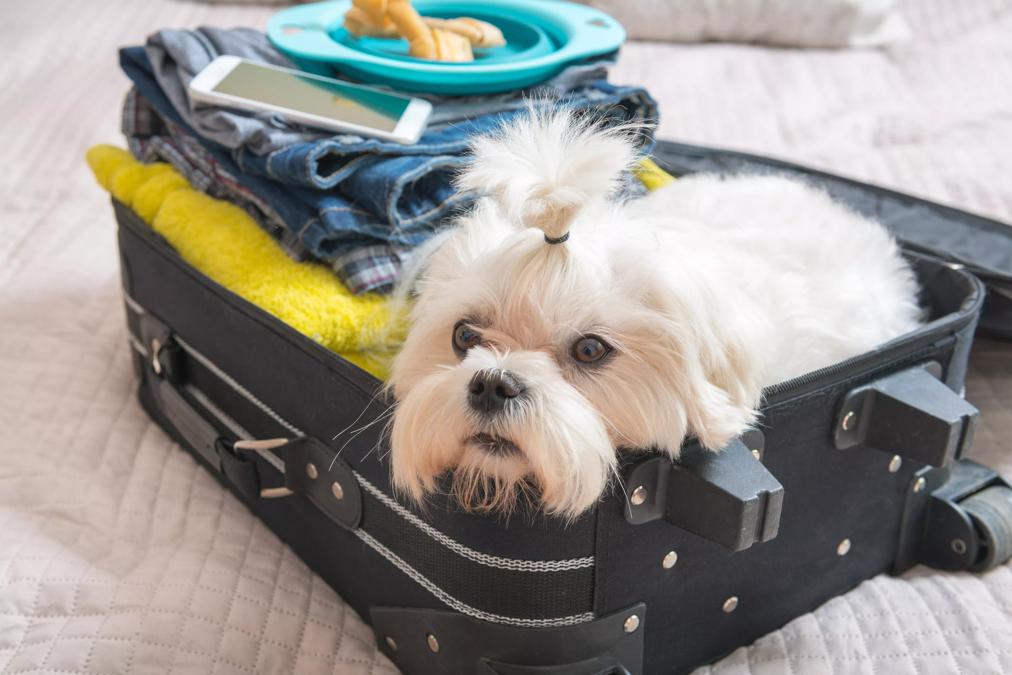 Pet travel. Собака с чемоданом. Животные с чемоданом. Щенки в чемодане. Чемодан с животными.