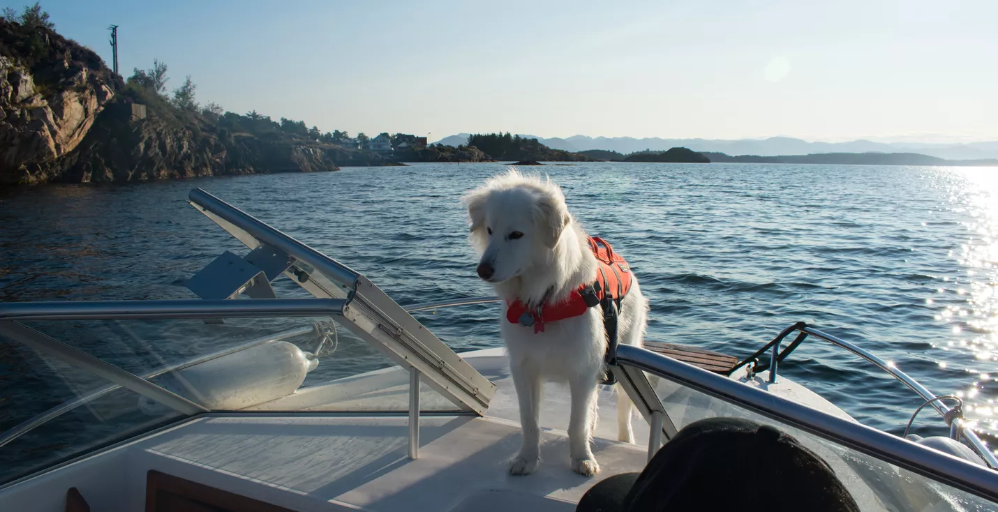 hund med flytevest på båt