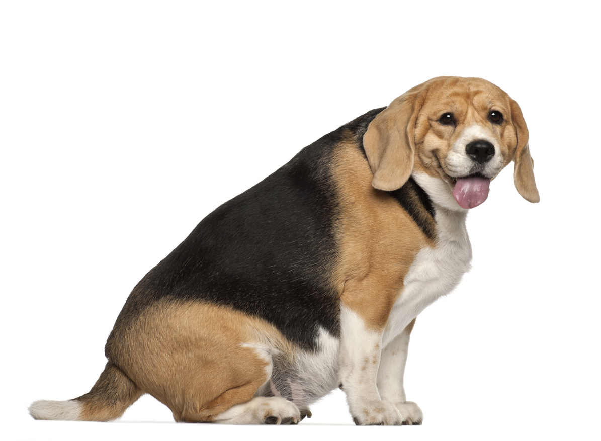 overvektig hund