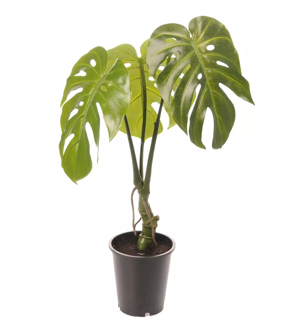 Monstera H60, 7330026131956, 1356-90-1, Interiør, Blomster og Planter, Mr Plant, Monstera