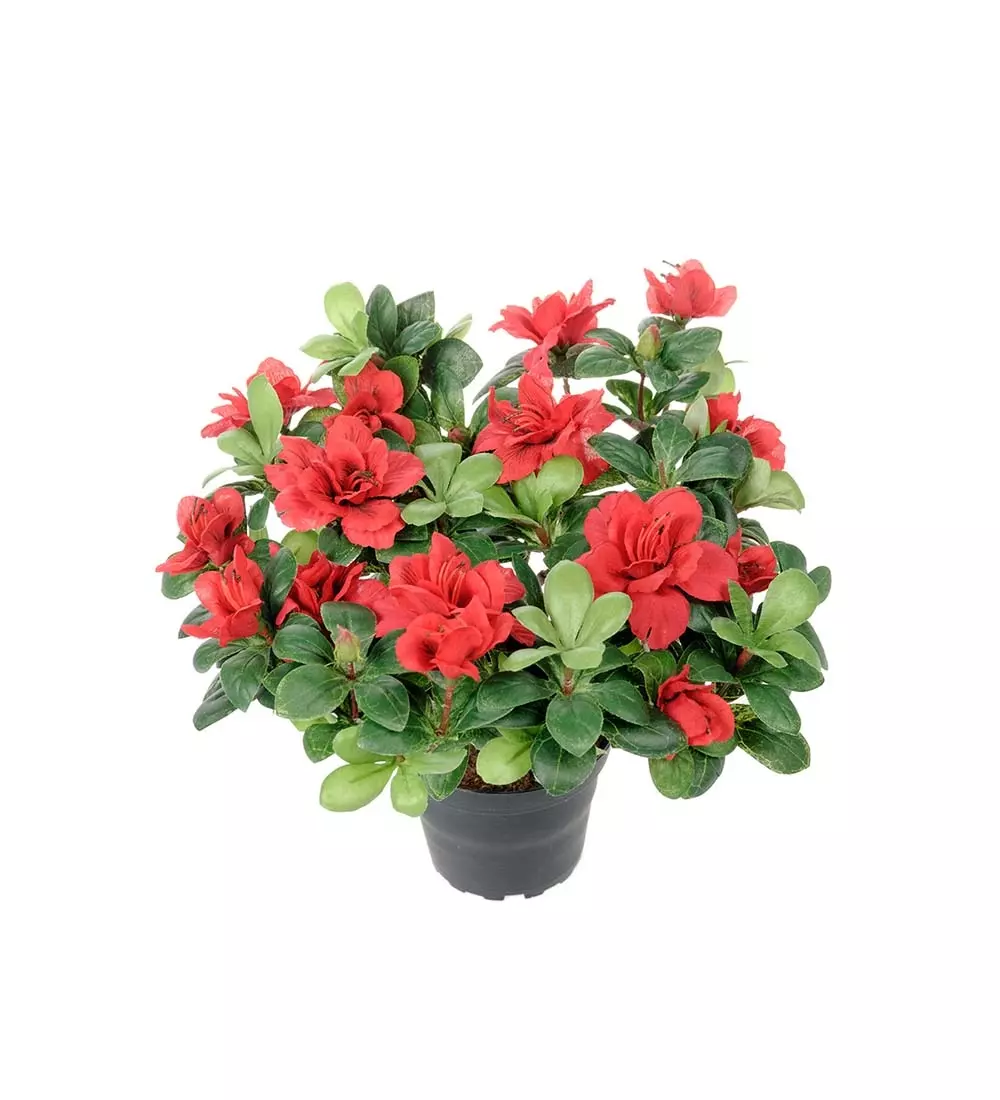 Azalea Rød H25 Potte