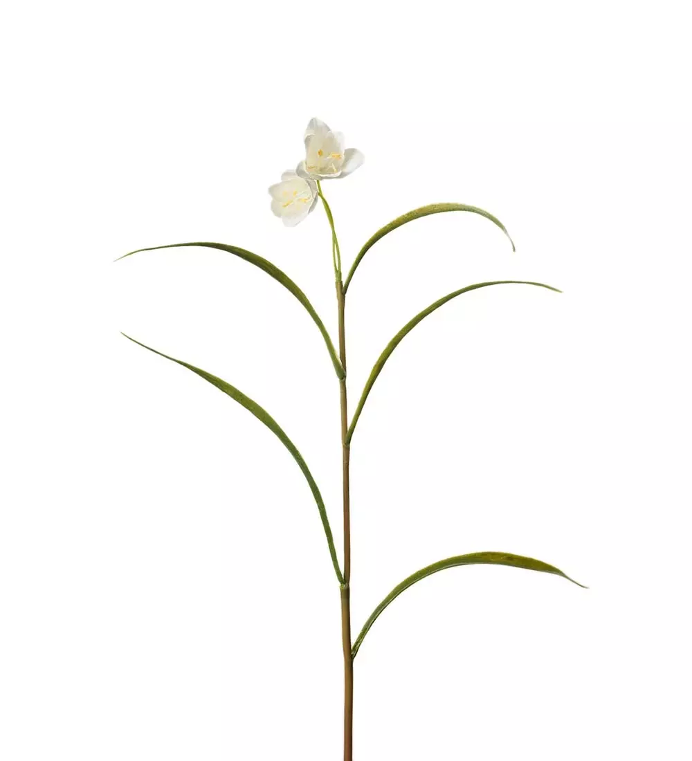 Frittilaria Hvit H30, 7330026137071, 1514-10, Interiør, Blomster og Planter, Mr Plant, Frittilaria