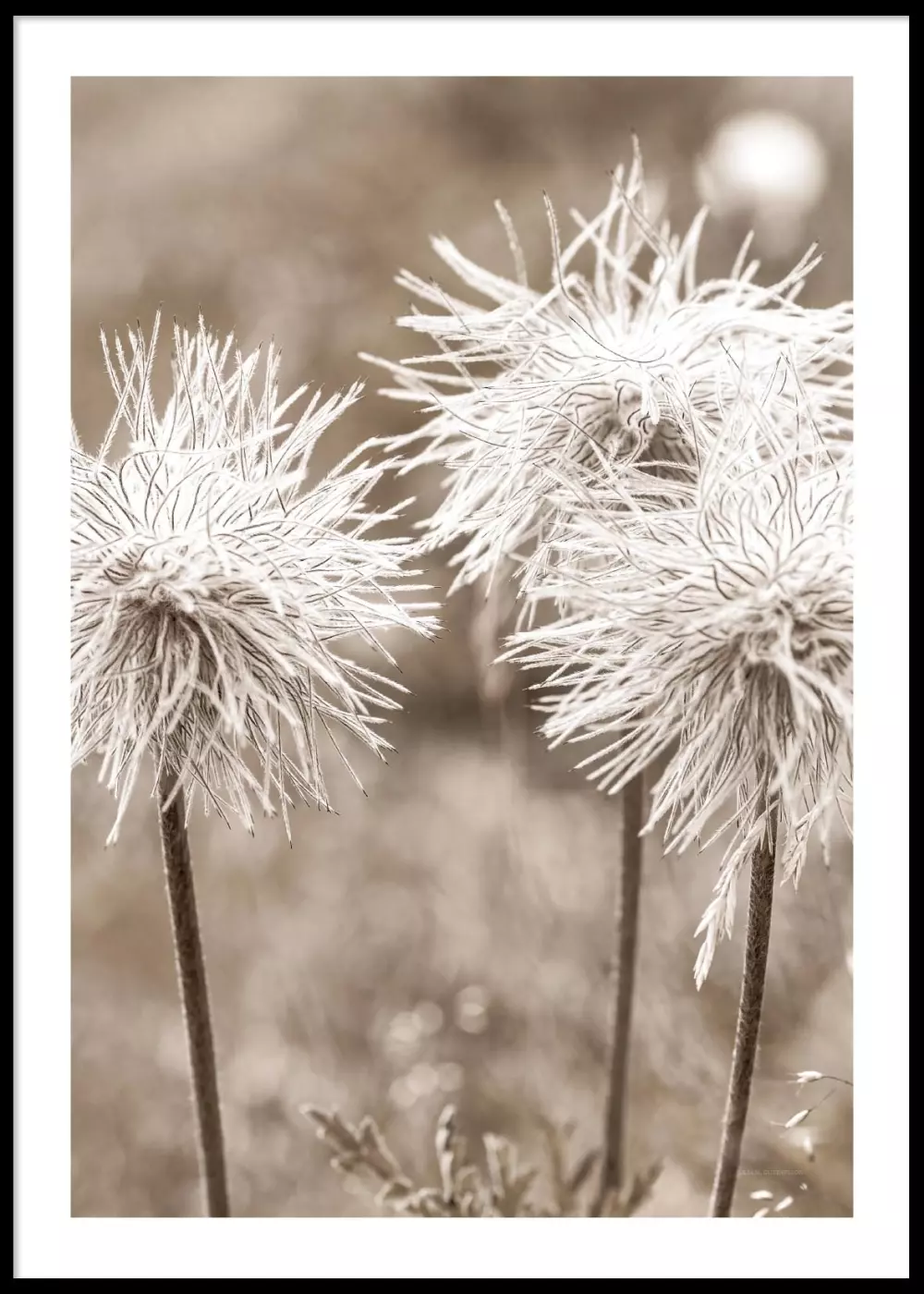 Poster Close Up White Flowers 30x40, 15323040, Interiør, Postere, Papertown