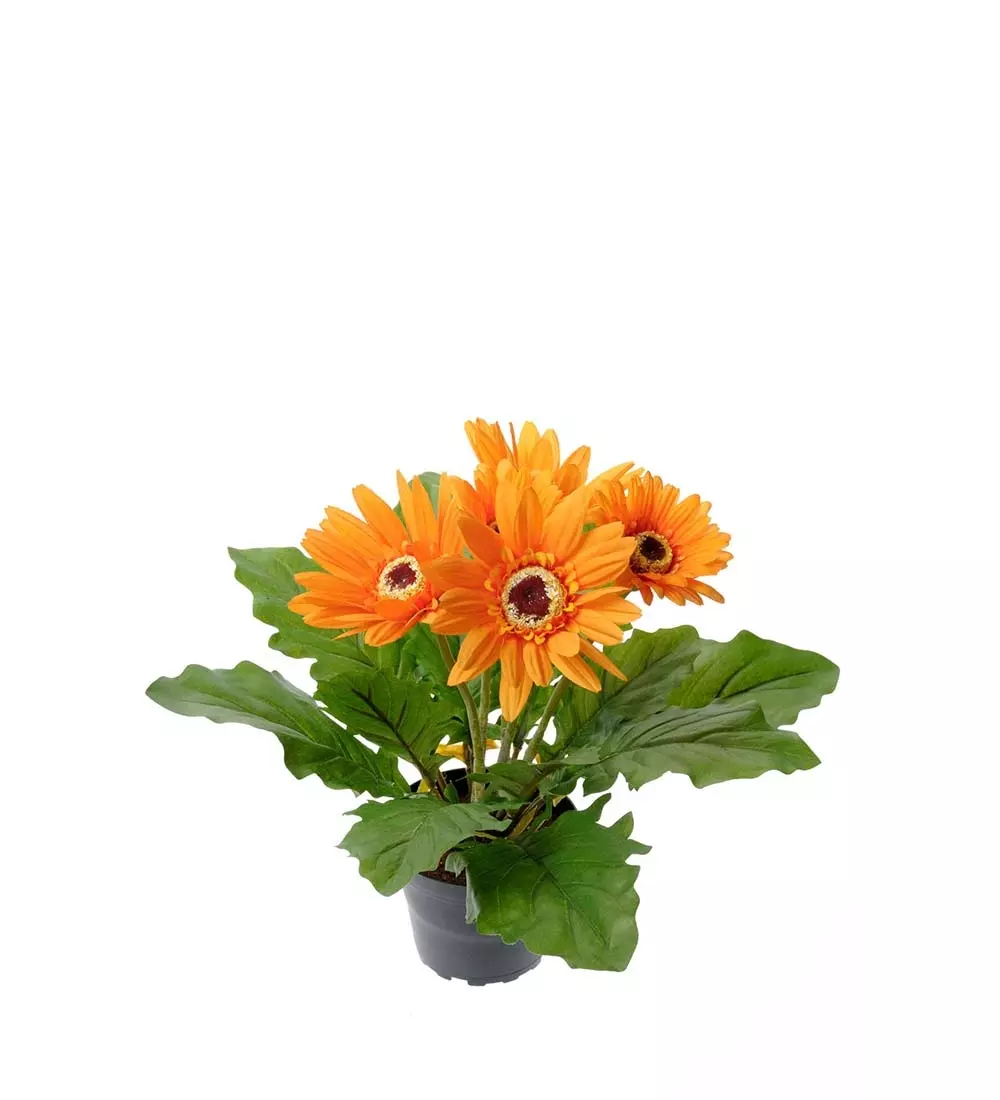 Gerbera Orange H30, 7330026139440, 1563-35-1, Interiør, Blomster og Planter, Mr Plant, Gerbera