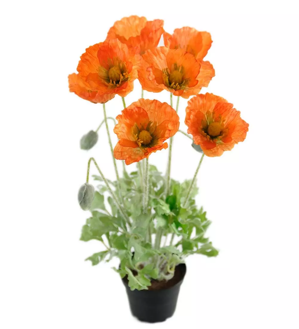 Vallmue Orange H40, 7330026138771, 1564-35-1, Interiør, Blomster og Planter, Mr Plant, Vallmo