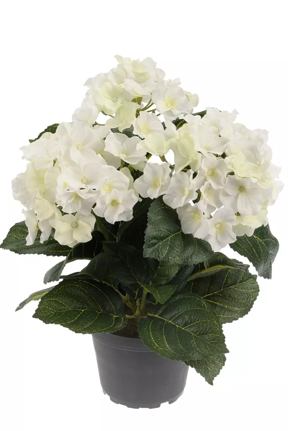 Hortensia Hvit H30, 7330026137798, 1565-10-1, Interiør, Blomster og Planter, Mr Plant