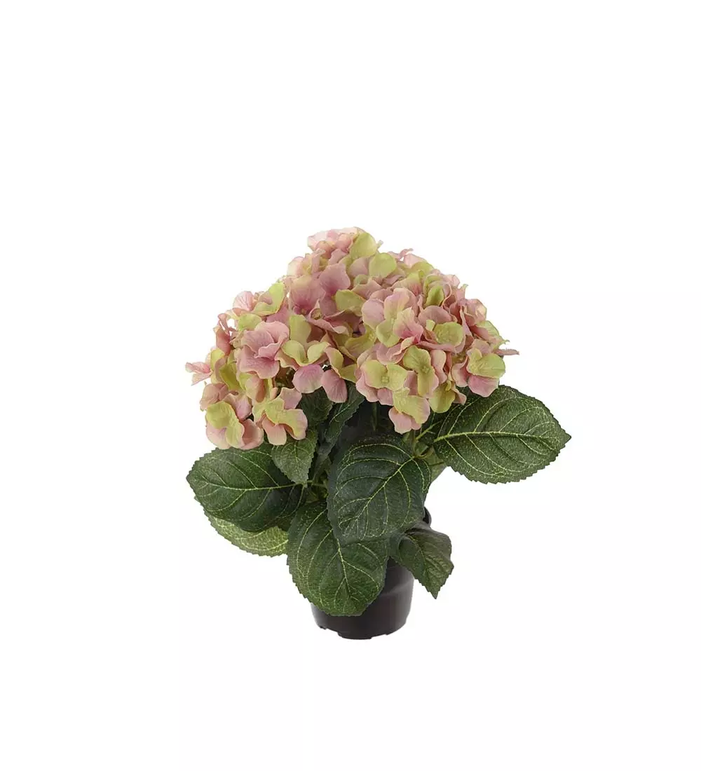 Hortensia Rosa H30, 7330026137804, 1565-21-1, Interiør, Blomster og Planter, Mr Plant, Hortensia