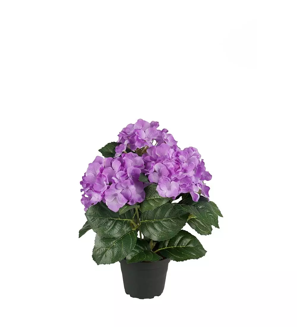 Hortensia Sterk Lilla H30, 7330026145861, 1565-40-1, Interiør, Blomster og Planter, Mr Plant, Hortensia