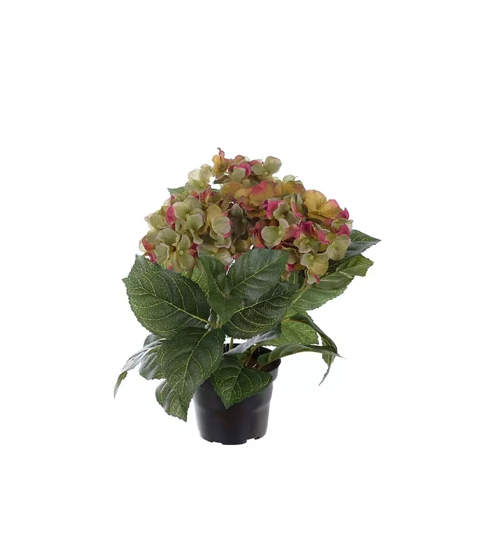 Hortensia Grønn/Rosa H30, 7330026173673, 1565-96-1, Interiør, Blomster og Planter, Mr Plant, Hortensia