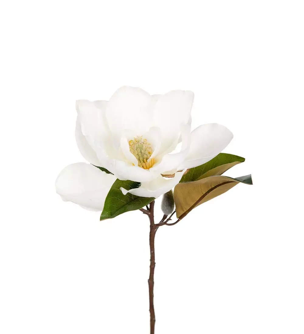 Magnolia H50, 7330026139082, 1608-10, Interiør, Blomster og Planter, Mr Plant, Magnolia