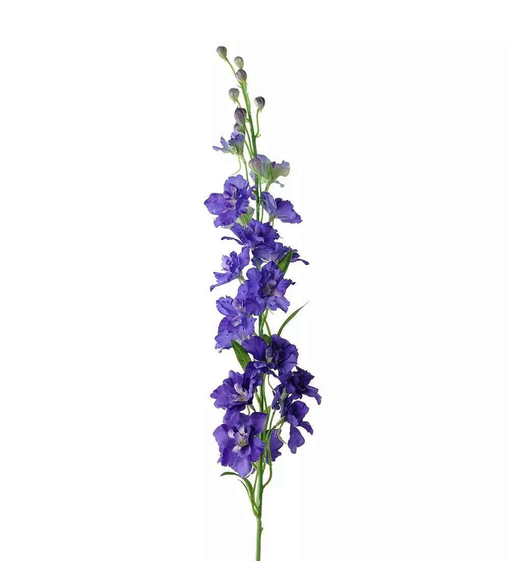 Delphinium H90, 7330026142815, 1800-60, Interiør, Blomster og Planter, Mr Plant, Delphinium