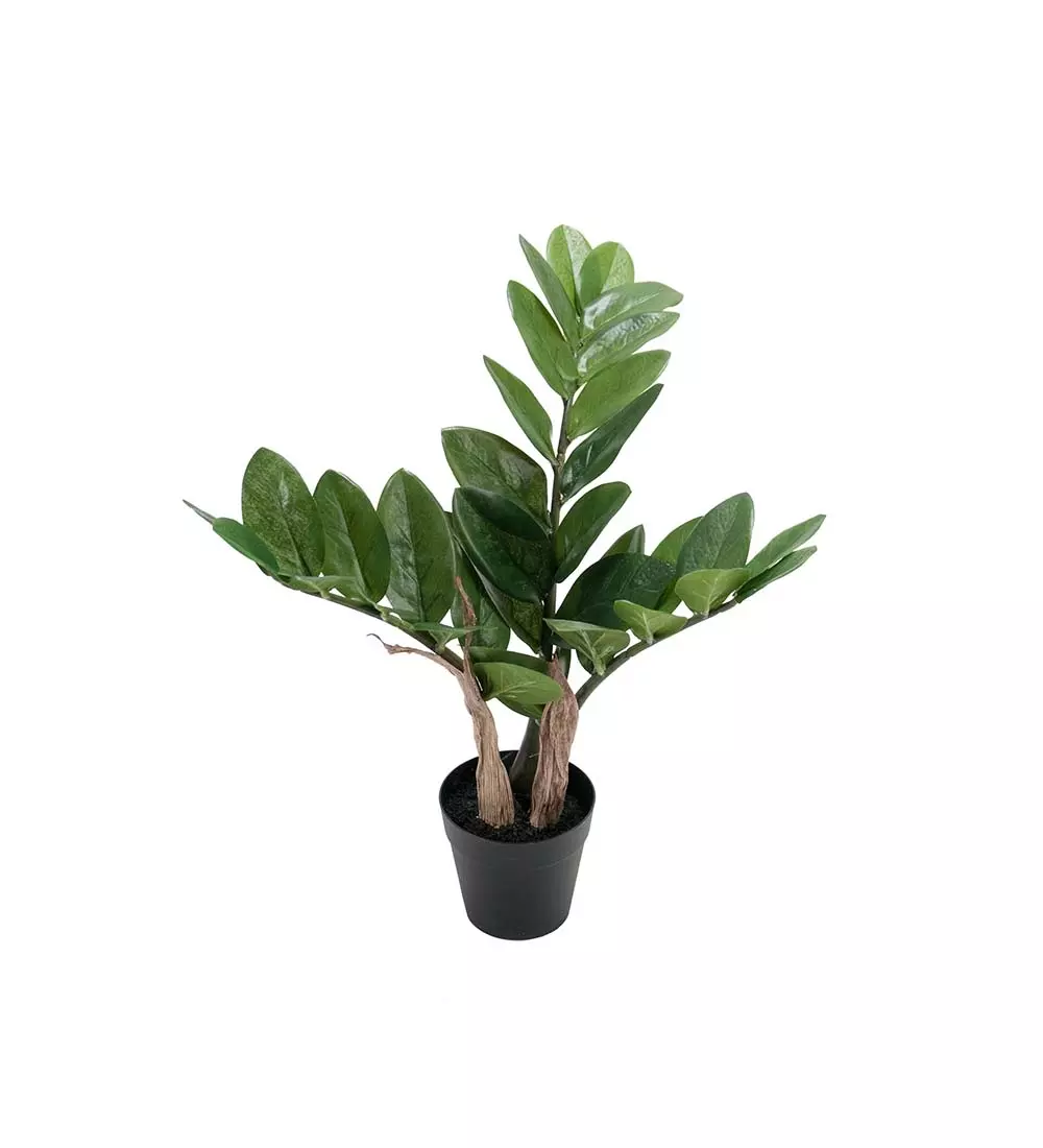 Zamifolia H25, 7330026143522, 1846-90-1, Interiør, Blomster og Planter, Mr Plant