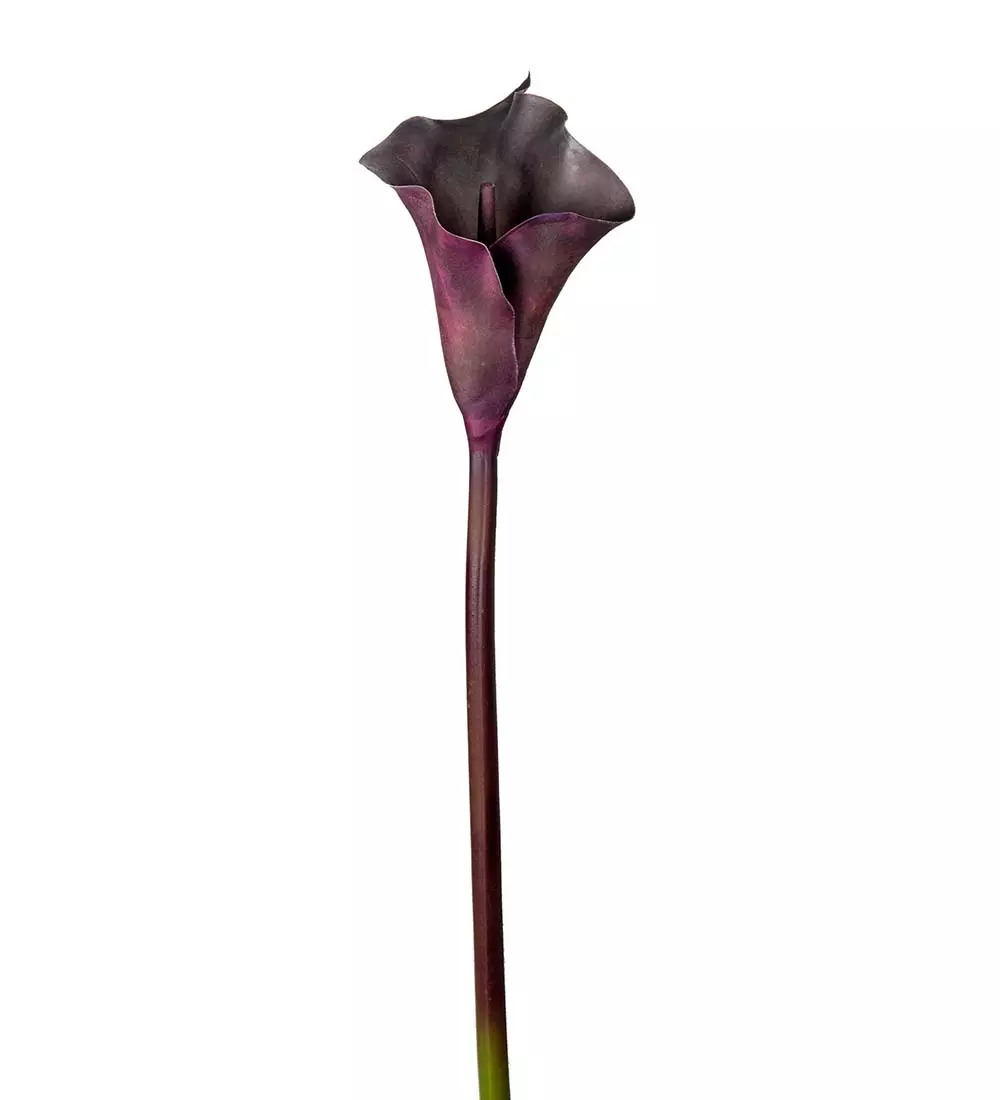 Kala Svart H80, 7330026153798, 1858-75, Interiør, Blomster og Planter, Mr Plant, Calla