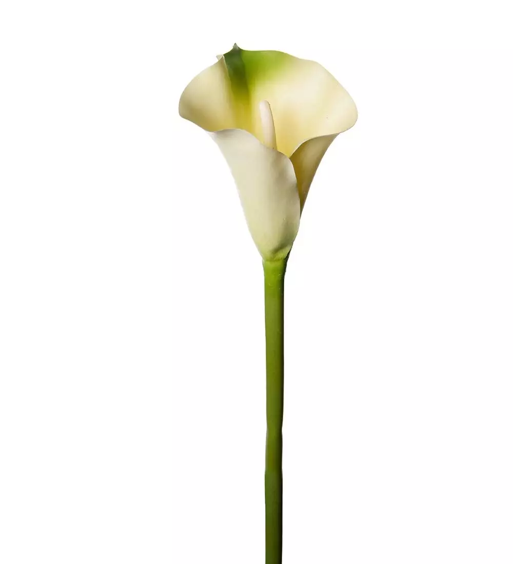 Kala grønn H80, 7330026147124, 1858-90, Interiør, Blomster og Planter, Mr Plant, Calla