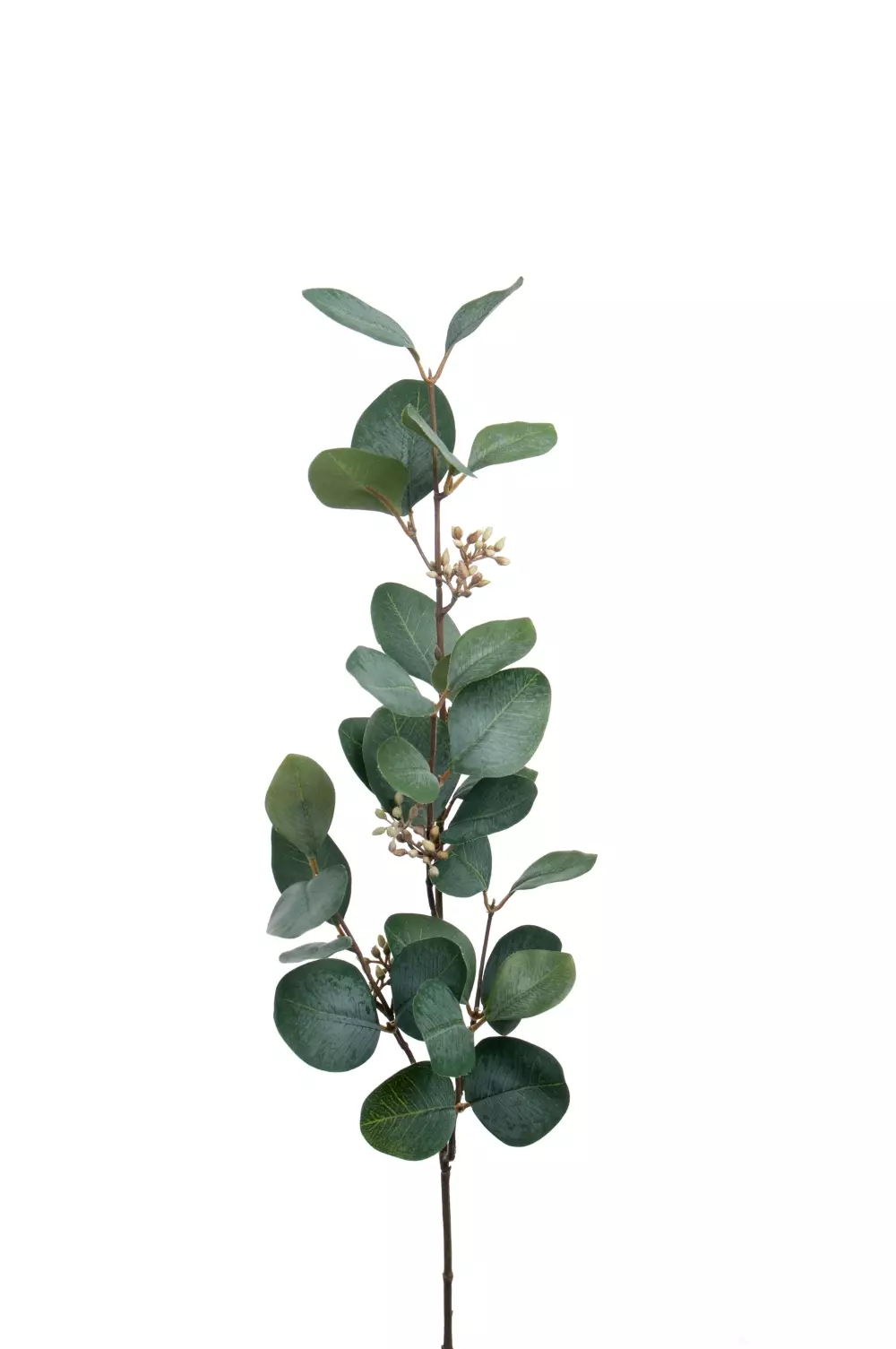 Eucalyptus m/Bær H70, 7330026144833, 1922-90, Interiør, Blomster og Planter, Mr Plant, Eucalyptus med bär