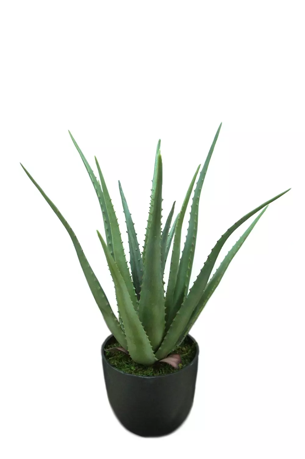 Aloe 55CM, 7330026145267, 1946-90-1, Interiør, Blomster og Planter, Mr Plant