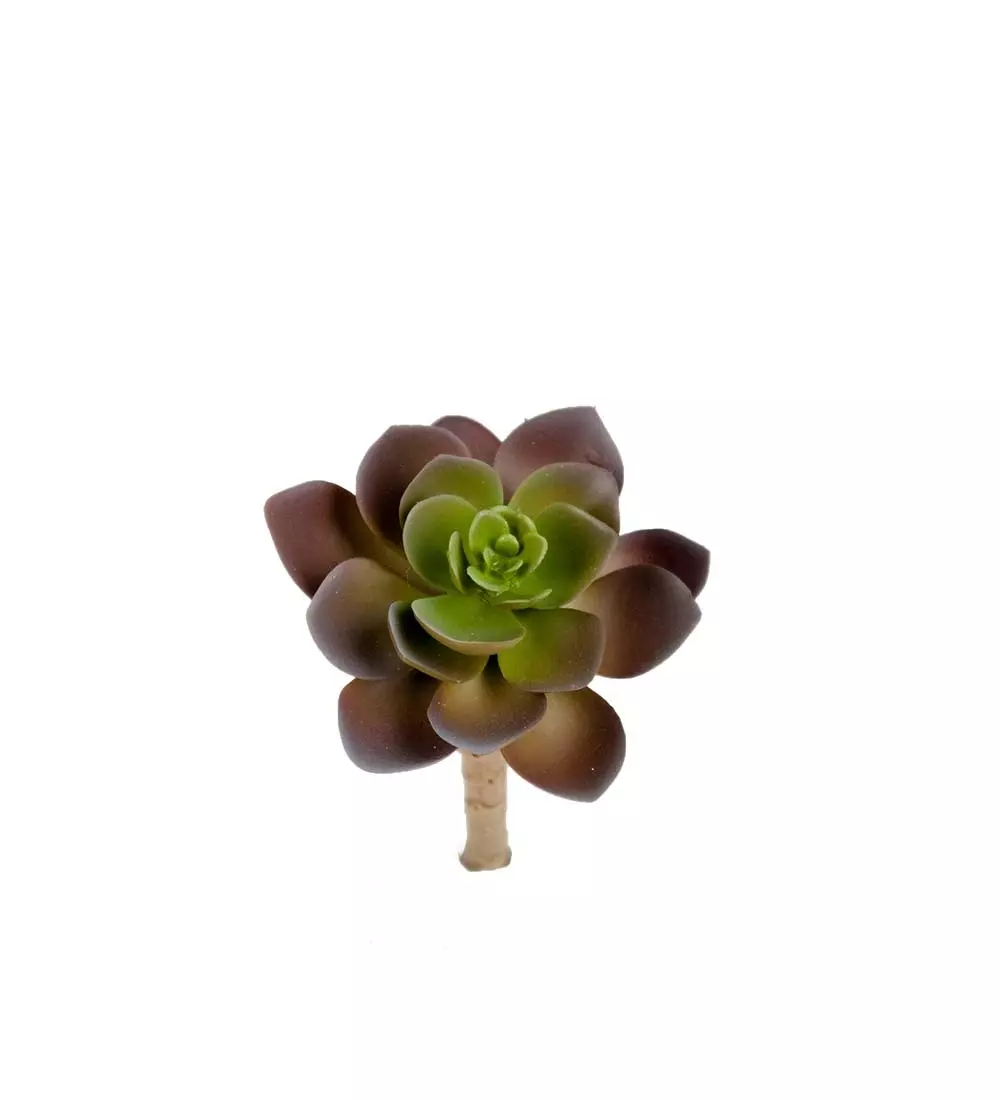 Succulent Grønn H12