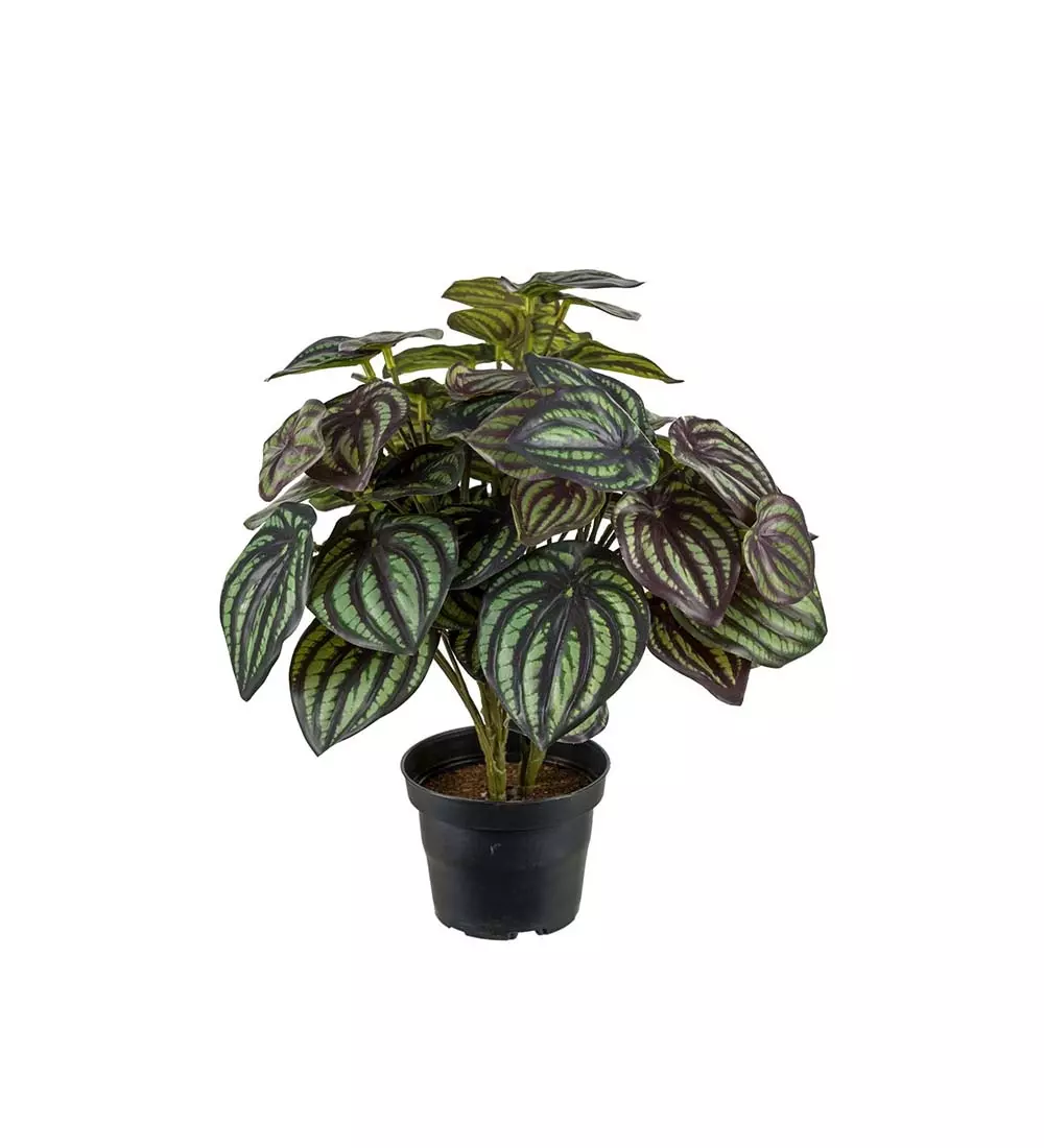 Peperomia Grønn H30, 7330026168631, 2043-95-1, Interiør, Blomster og Planter, Mr Plant, Peperomia