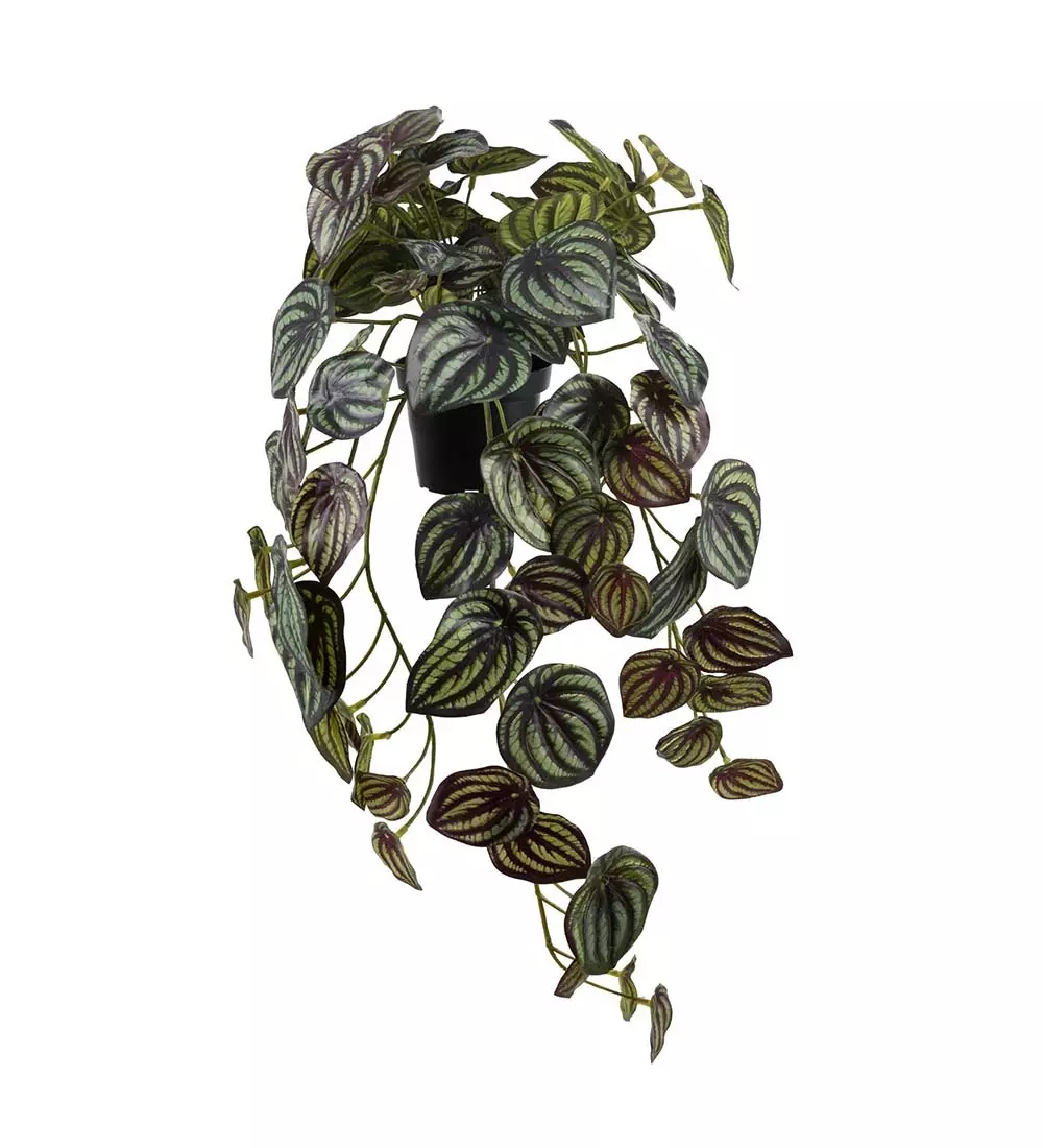 Peperomia Grønn Hengeplante, 7330026168679, 2044-95-1, Interiør, Blomster og Planter, Mr Plant, Peperomia