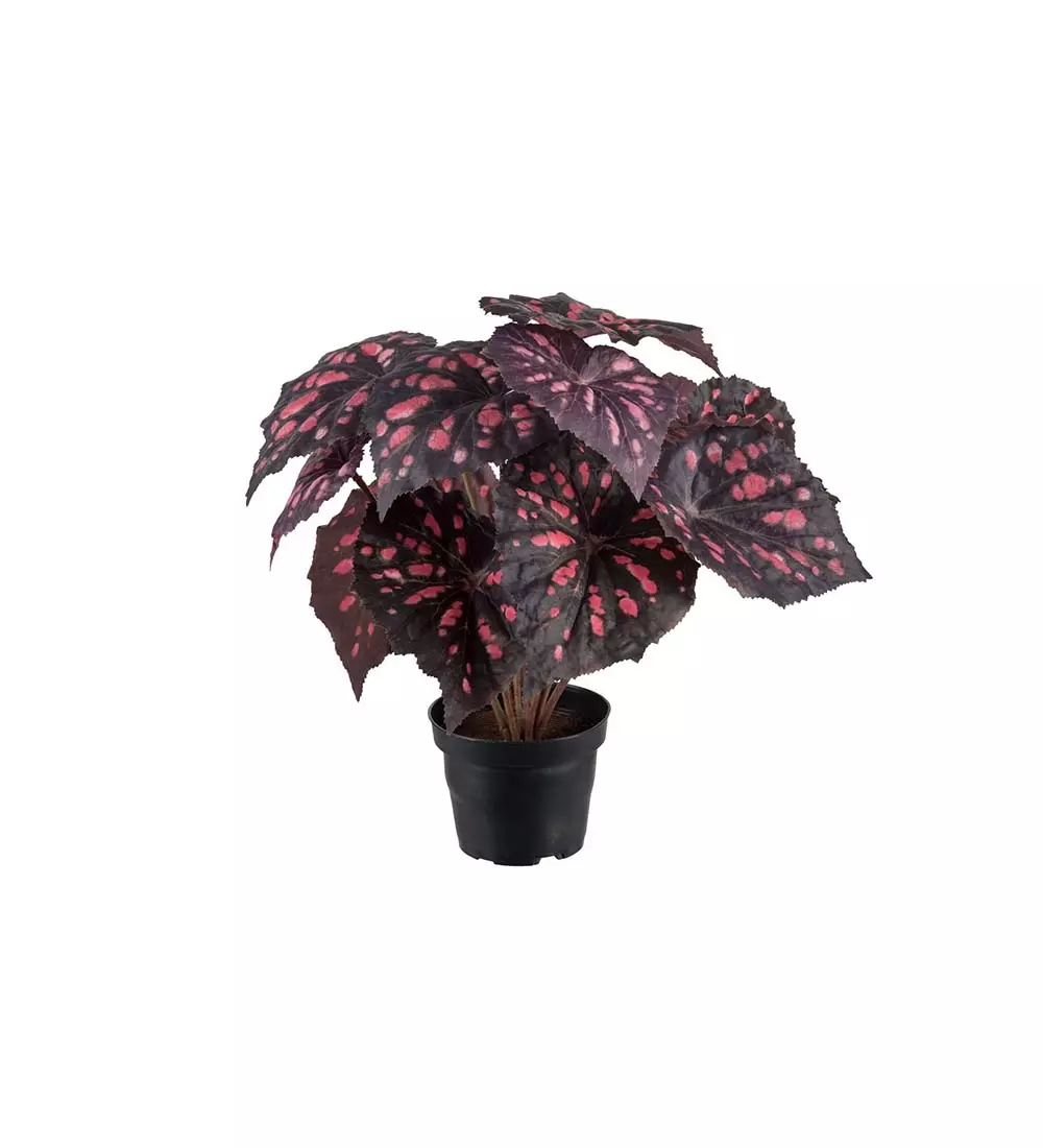 Begonia Rex H30, 7330026168563, 2108-85-1, Interiør, Blomster og Planter, Mr Plant, Rexbegonia