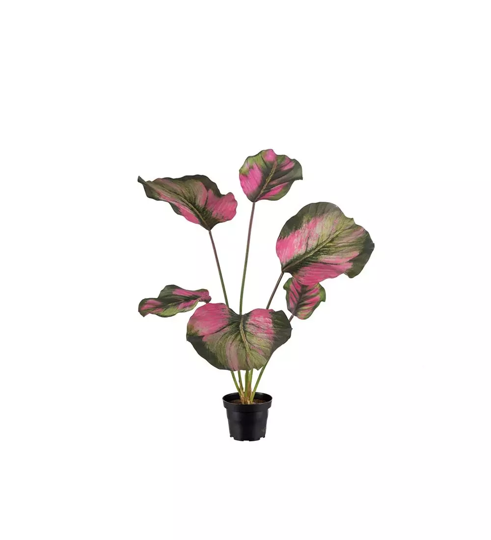 Calathea Grønn/Rosa H55, 7330026168709, 2139-96-1, Interiør, Blomster og Planter, Mr Plant, Calathea