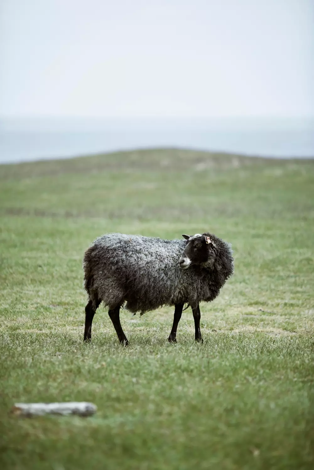 Klippan - Gooseye Pledd Oransj, 7340032248654, 217706, Tekstil, Pledd, Klippan Yllefabrik, Gooseye orange, 25% recycled wool & 75% eco lambs wool