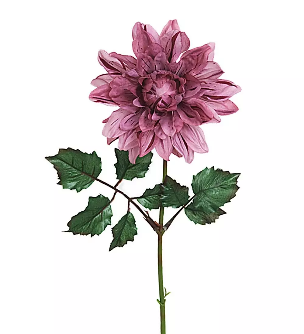 Dahlia Lilla H45