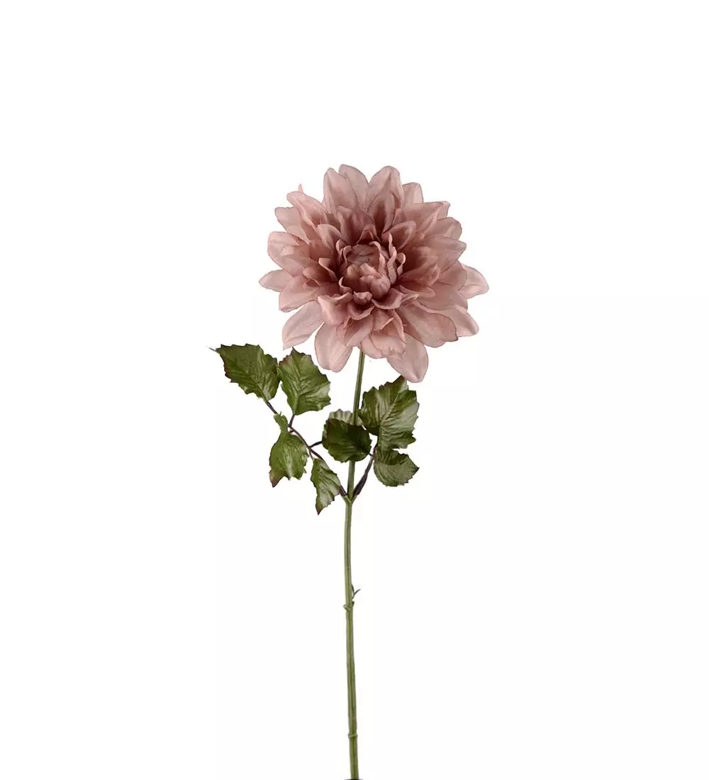 Dahlia Dus Rosa H45