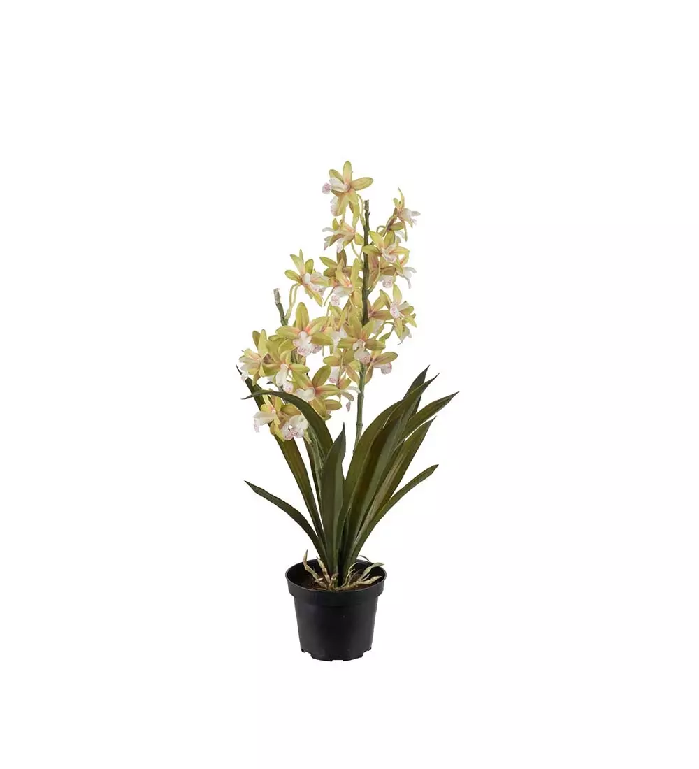 Cymbidium H45 Potte