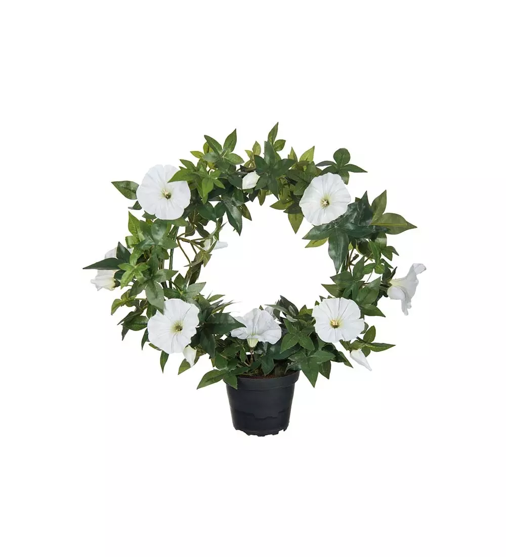 Blomst For Dagen Hvit, 7330026089769, 2589-10-1, Interiør, Blomster og Planter, Mr Plant, Blomma för dagen