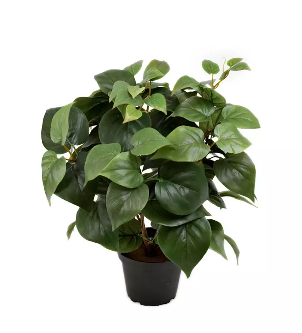 Philodendron H35 Potte