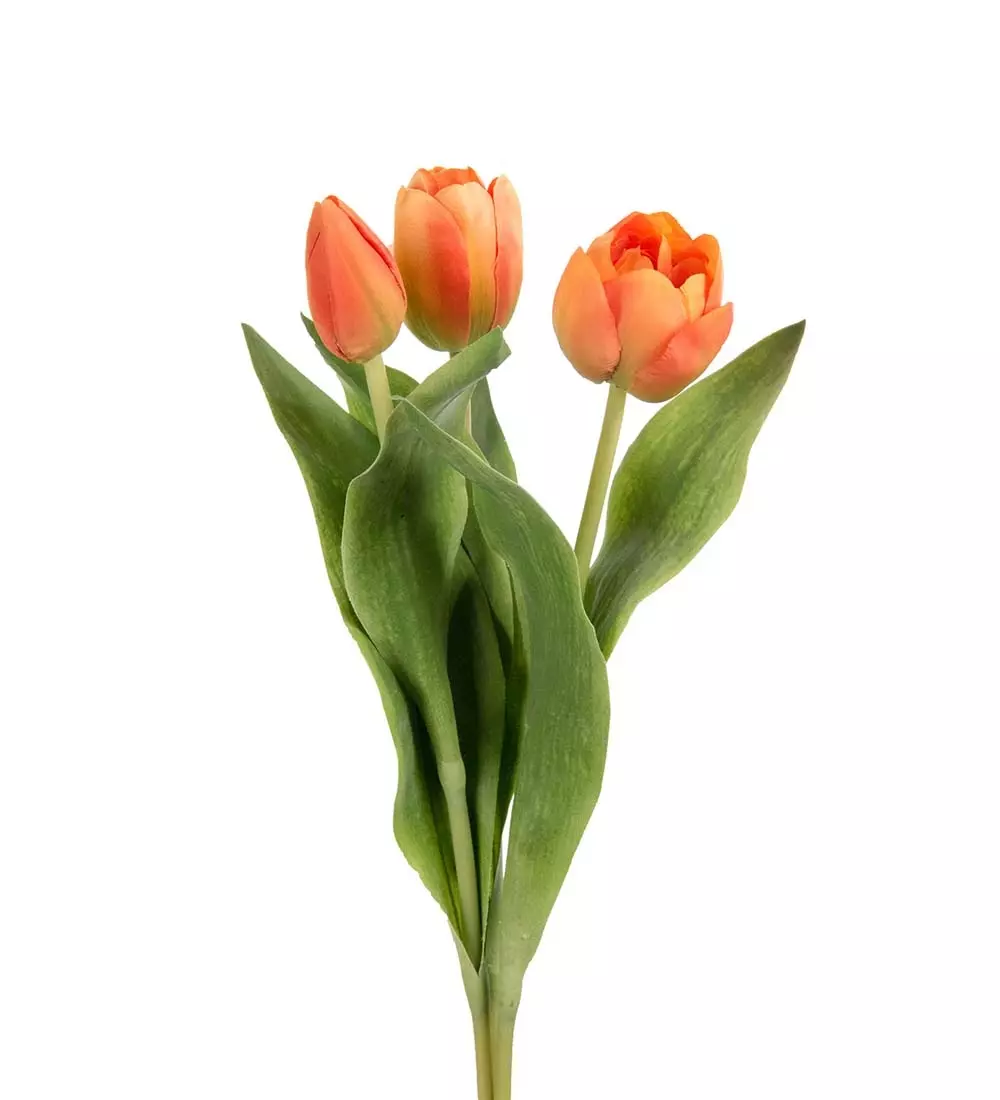 Tulipanmix Oransj H36