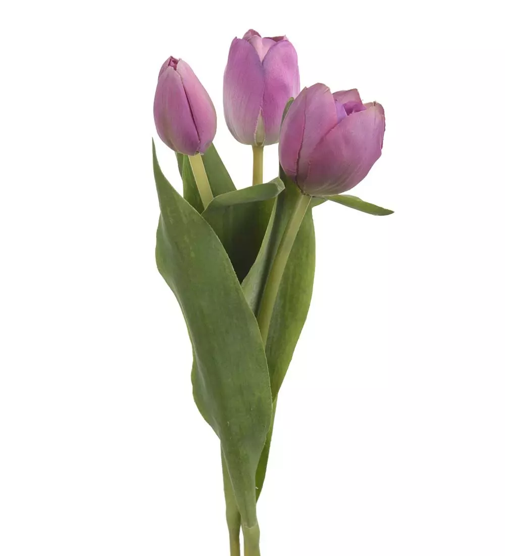 Tulipanmix Lilla H36