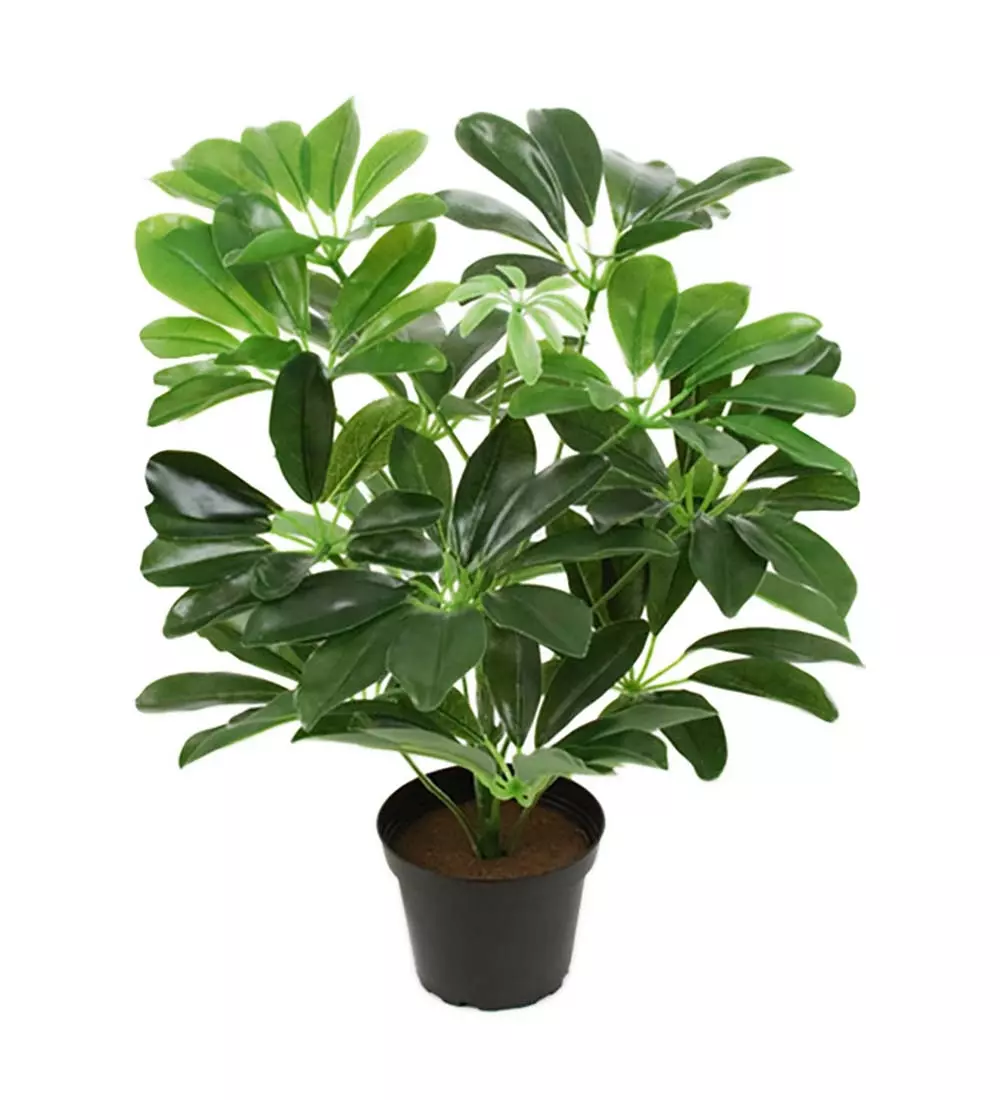 Schefflera Grønn, 7330026089738, 2623-90-1, Interiør, Blomster og Planter, Mr Plant, Schefflera