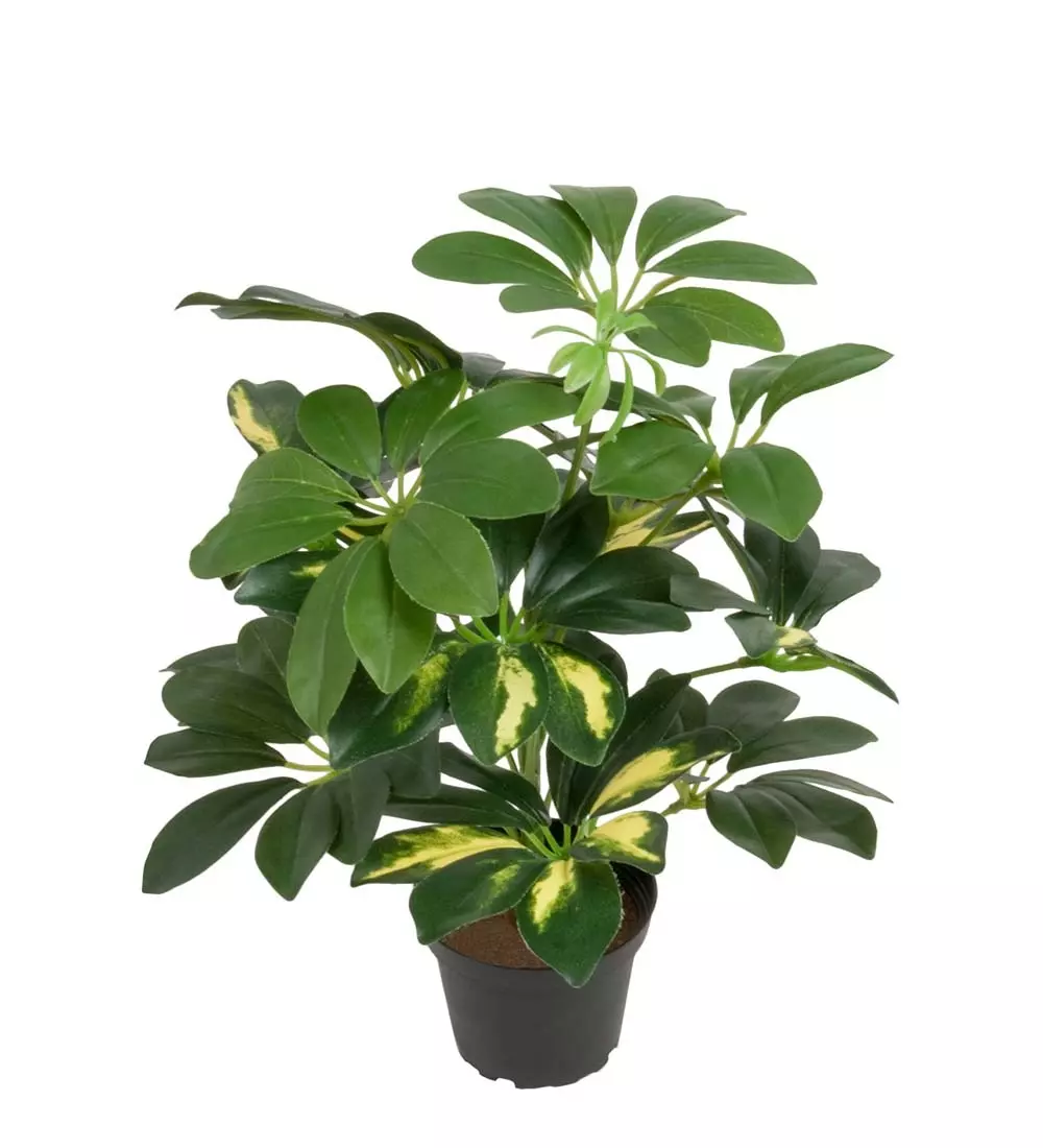 Schefflera Grønn/Hvit, 7330026111897, 2623-95-1, Interiør, Blomster og Planter, Mr Plant, Schefflera