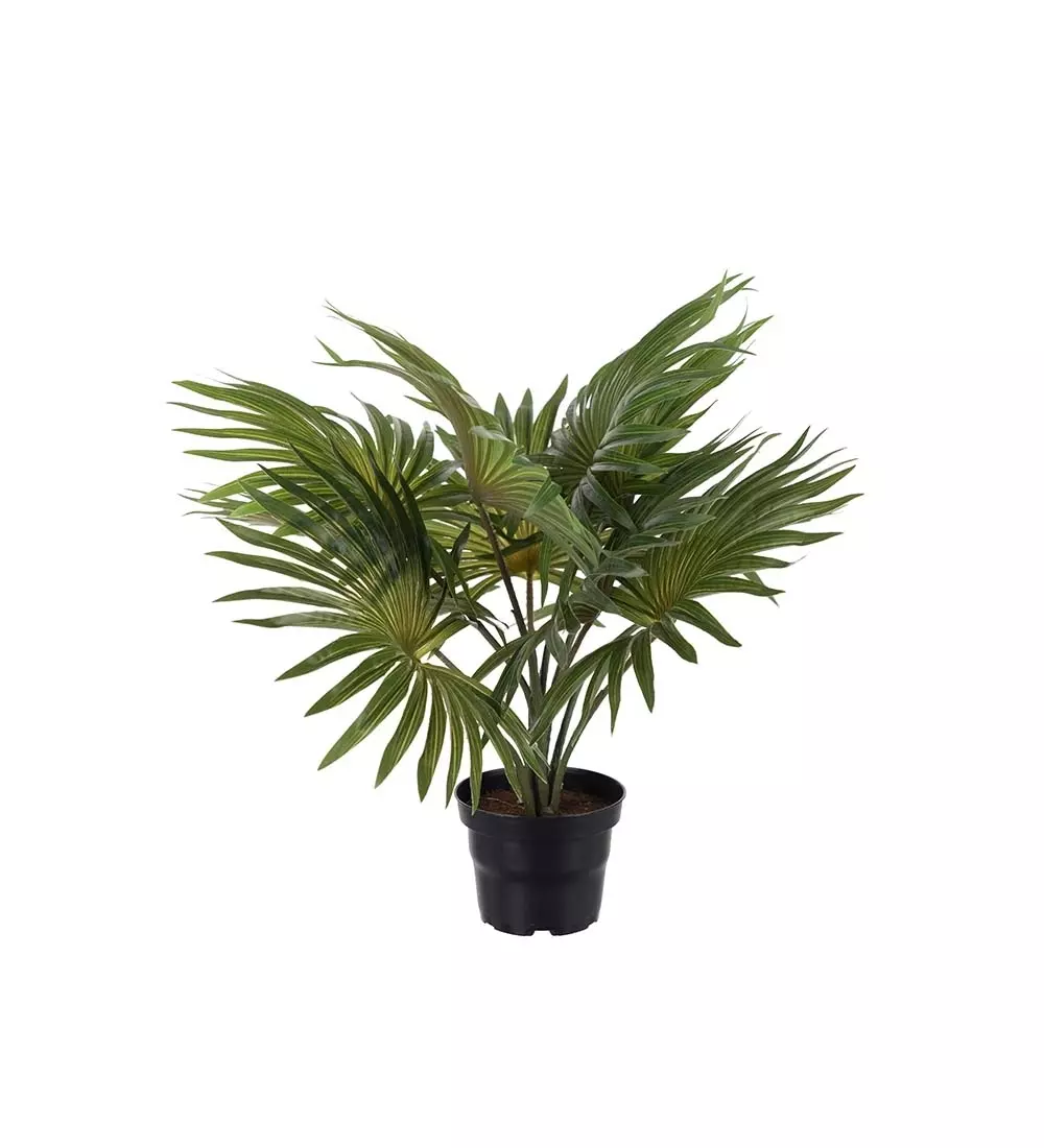 Palme H35, 7330026171785, 2649-90-1, Interiør, Blomster og Planter, Mr Plant, Palm